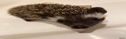 Pygmy Hedgehog rodents for sale: Twiglets looking for a new home  - Advert 2