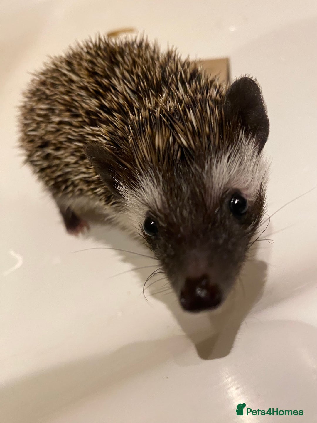 Pygmy Hedgehog rodents for sale: Twiglets looking for a new home  - Advert 2