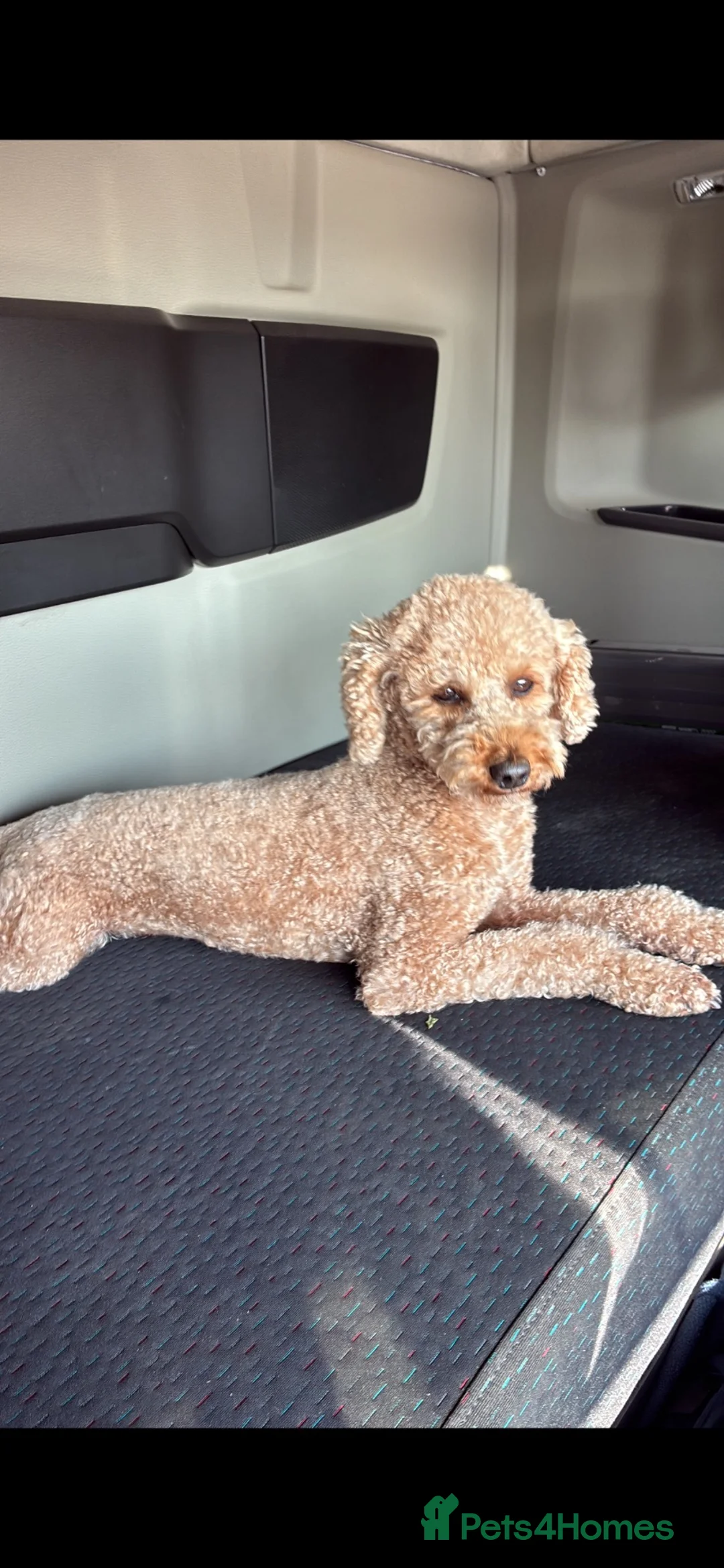 Cockapoo dogs for sale: F1 miniature cockapoo puppies in Ruthin - Advert 9