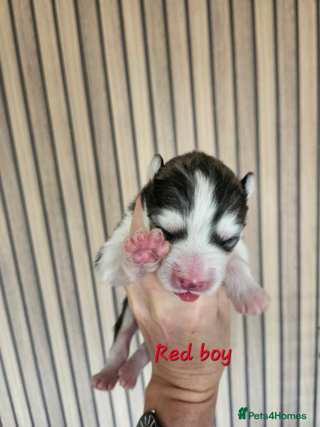 Alaskan Malamute dogs for sale: Alaskan Malamute puppies  - Advert 27