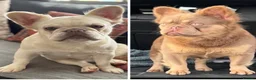 French Bulldog dogs for sale: Fluffy frenchies new shade/ lilactan pink-testable - Advert 9