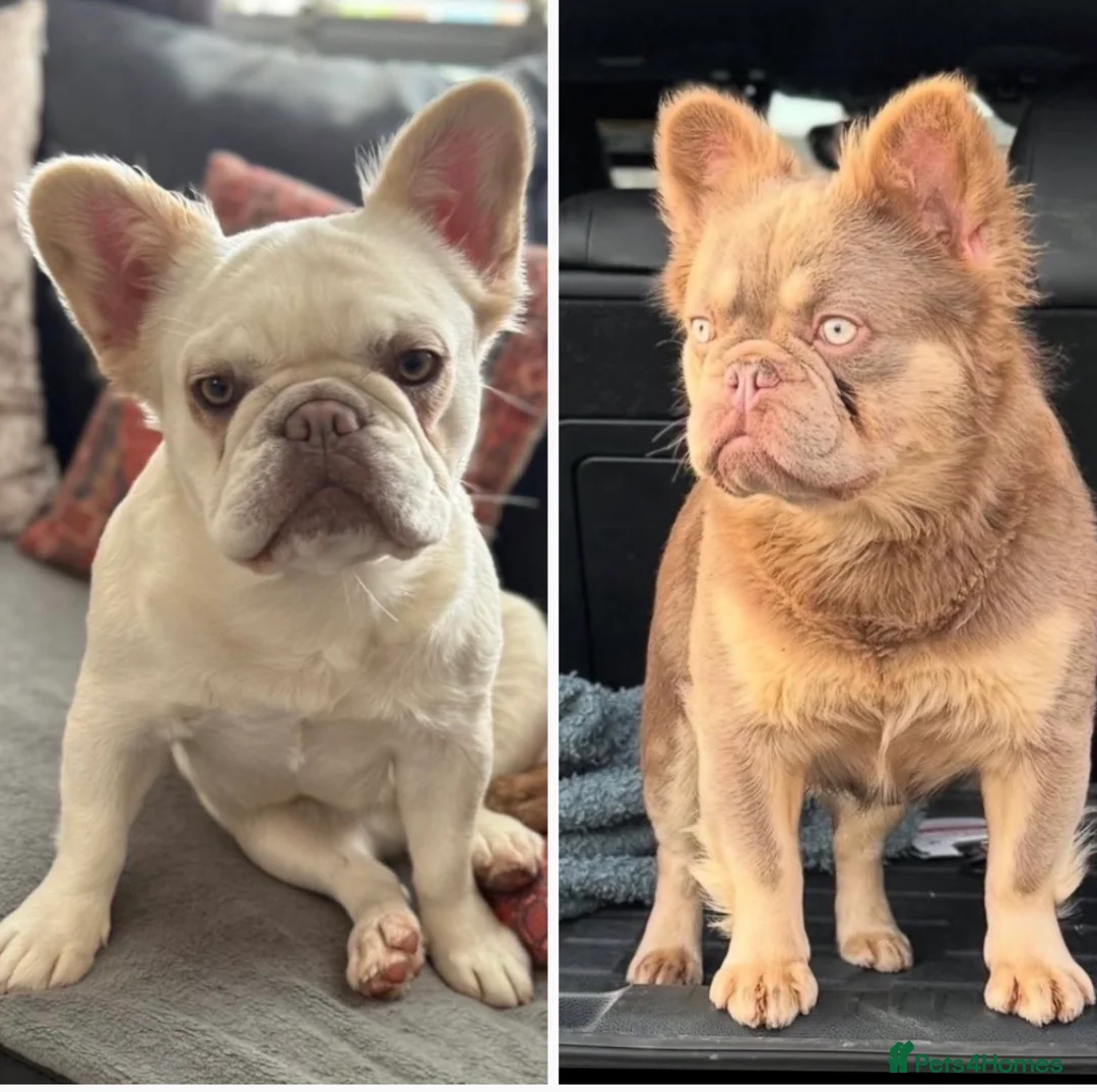 French Bulldog dogs for sale: Fluffy frenchies new shade/ lilactan pink-testable - Advert 9