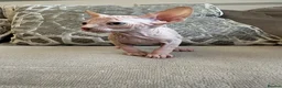 Sphynx cats for sale: Ready to leave now pink blue eyes Sphynx  - Advert 11