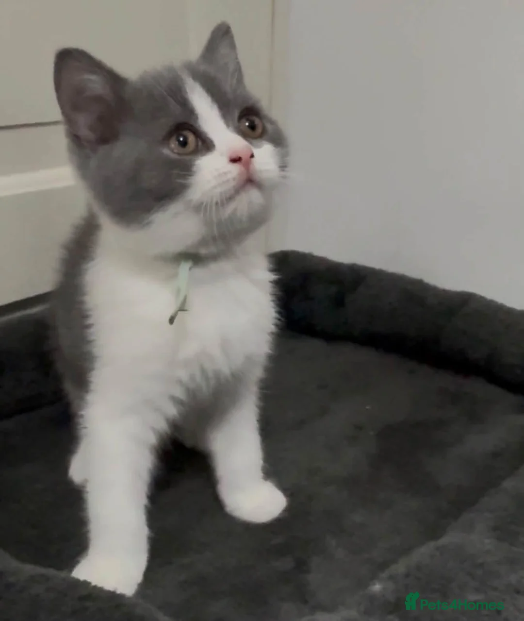 British Shorthair cats for sale: Champion bred blue-white bi colour 🌟  - Advert 5