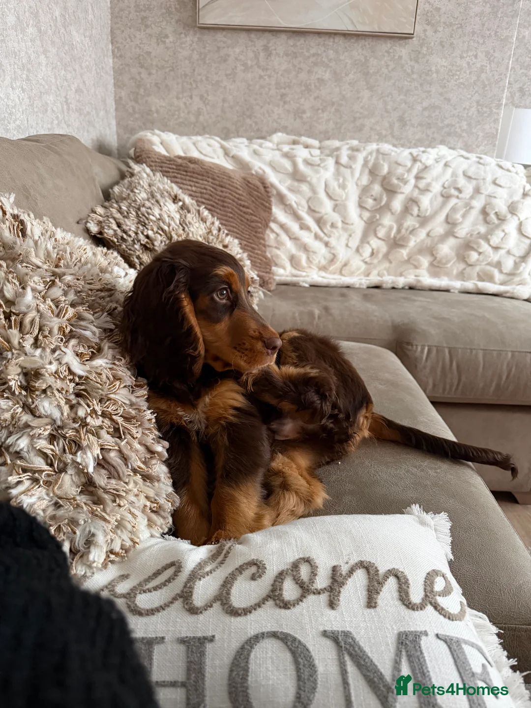 Cocker Spaniel dogs for sale: Cocker Spaniel Puppy - Rolo  - Advert 1