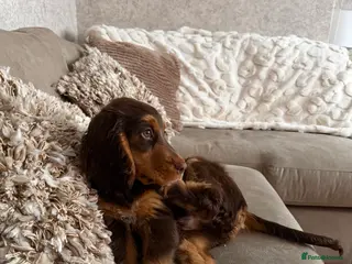 Cocker Spaniel dogs Cocker Spaniel Puppy - Rolo - Advert 1