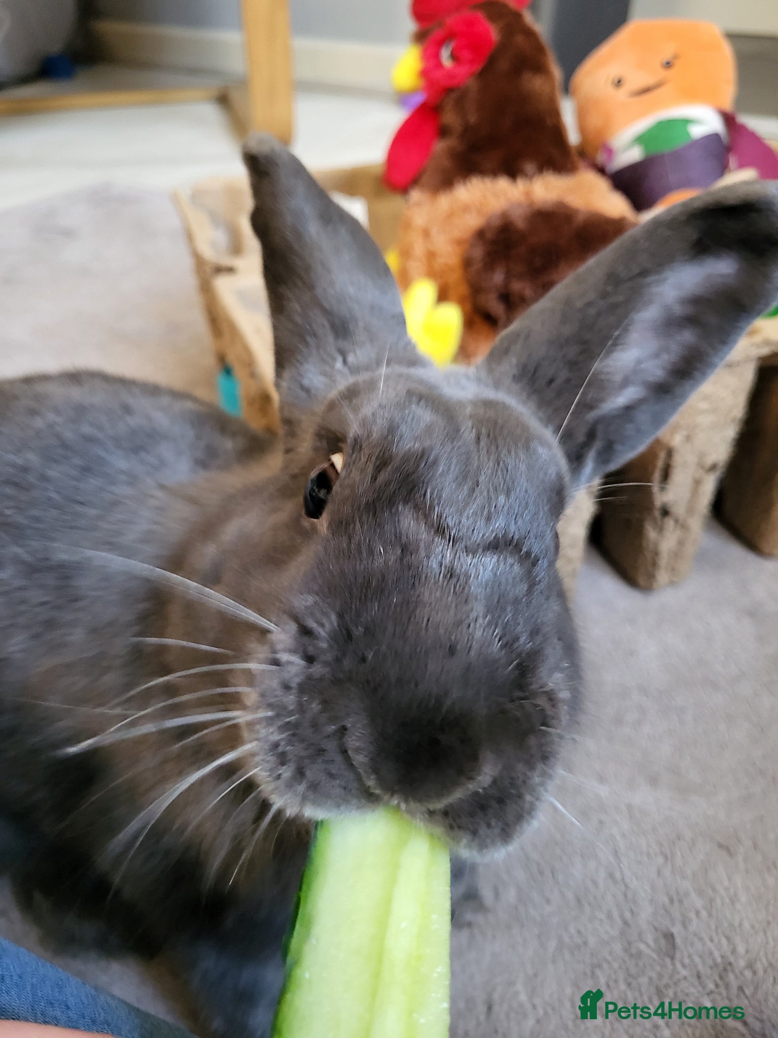 Rex rabbits 5 year old rabbit for sale - Advert 11