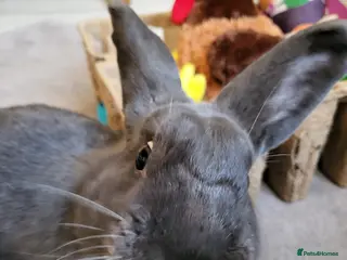 Rex rabbits 5 year old rabbit for sale - Advert 11