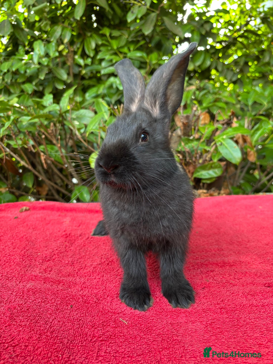 Continental Giant rabbits for sale: Last Two Giant Continental Giant Rabbits - Image 2