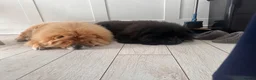 Chow Chow dogs for sale: Beautiful black chow chow  - Advert 4