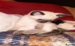 Siamese cats for sale: Half seal point Siamese mix breed. - Image 1