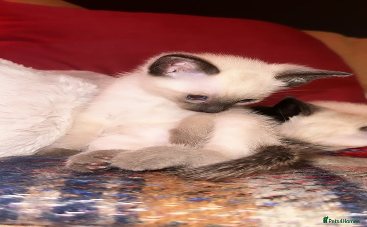 Siamese cats - Advert 1