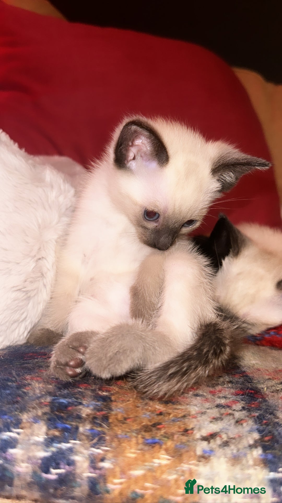 Siamese cats for sale: Half seal point Siamese mix breed. - Image 1