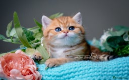 British Shorthair cats for sale: Show-Quality British Shorthair Kittens - Advert 14