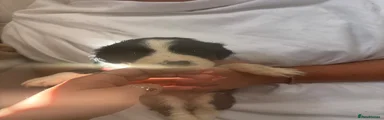 Mixed Breed 2