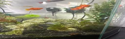 Platies fish for sale: FREE platty/guppy fry  in Hessle - Advert 2