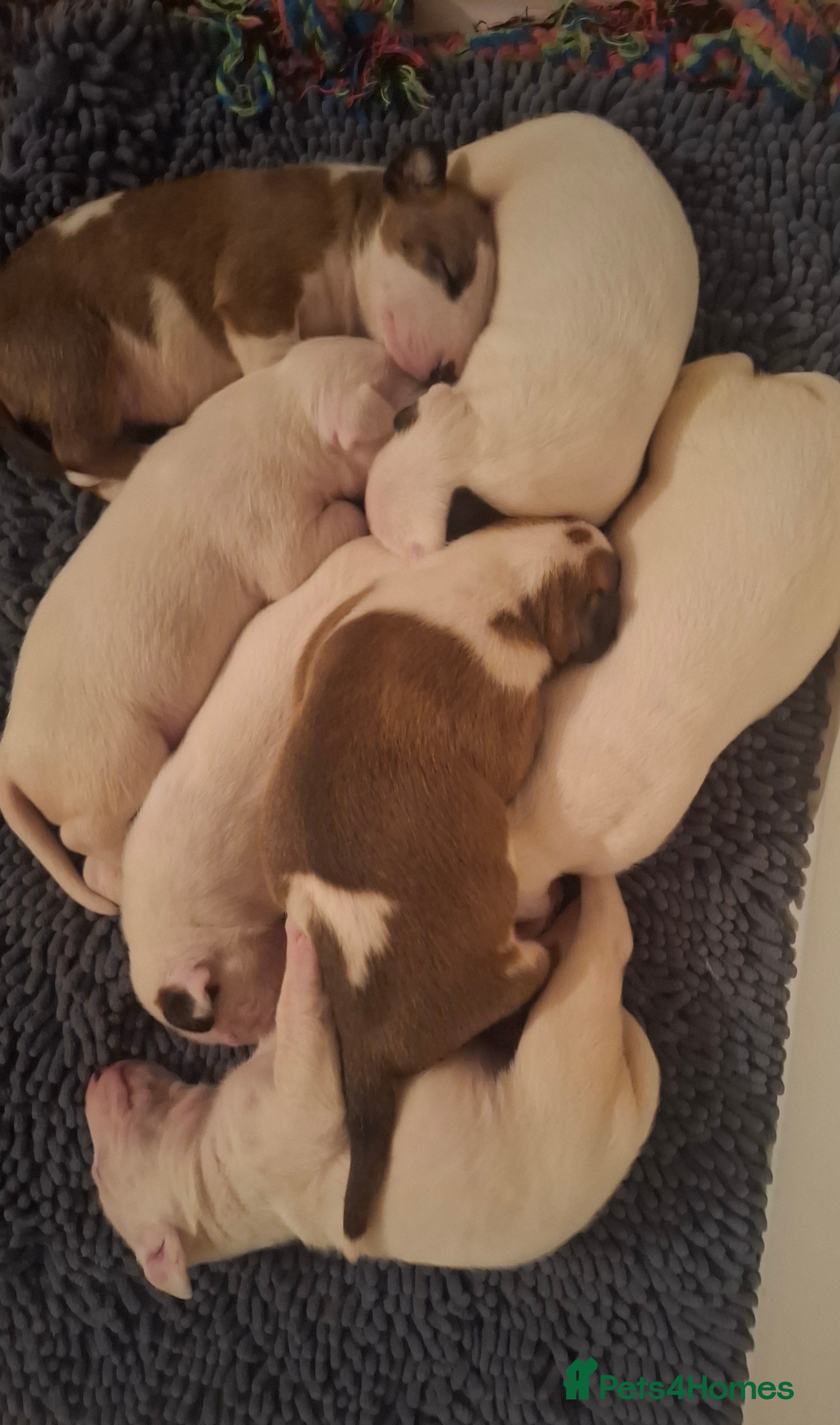 Bull Terrier dogs Quality Bull Terrier Puppies - Advert 2