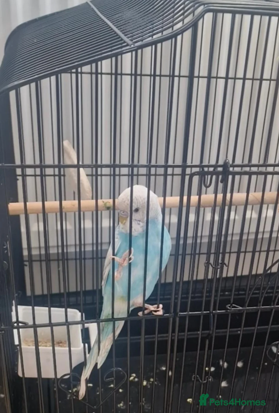 Budgerigars birds for sale: Budgie and set up in Crieff - Advert 1