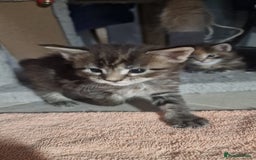 Maine Coon cats for sale: Maine coon kittens - Image 5