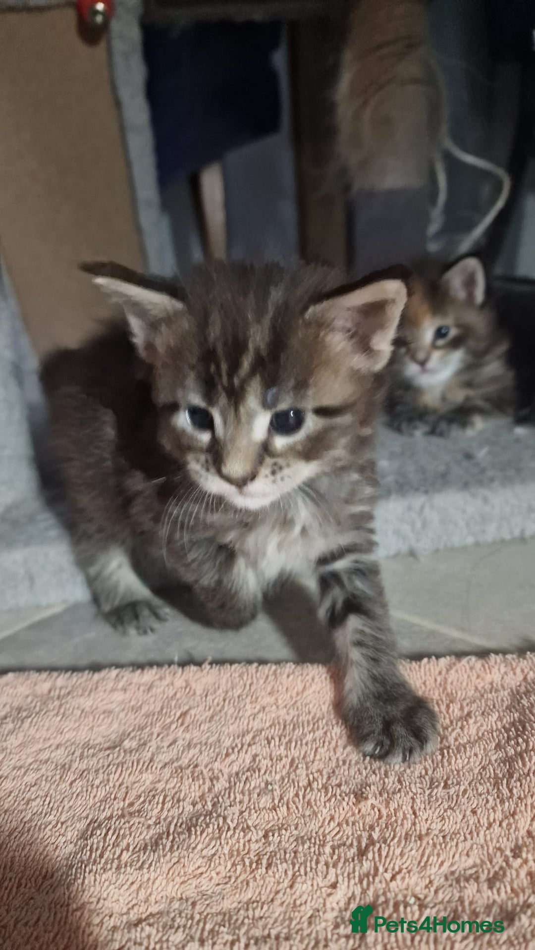 Maine Coon cats for sale: Maine coon kittens - Image 5