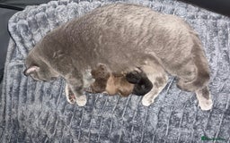 British Shorthair cats for sale: Champion Line British Shorthair Kittens - Image 10