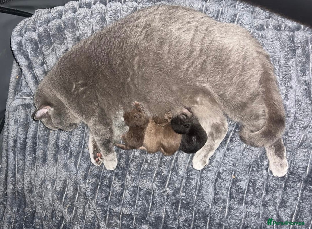 British Shorthair cats for sale: Champion Line British Shorthair Kittens - Image 10