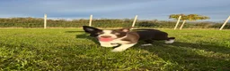 Border Collie dogs for sale: ISDS/KC HEALTH TESTED BORDER COLLIE PUPPIES  - Advert 3