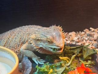 Bearded Dragon reptiles Bearded dragon for sale Rumi - Advert 12
