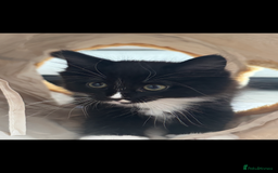 Domestic Shorthair cats for sale: Kitten 5 months old - Image 1