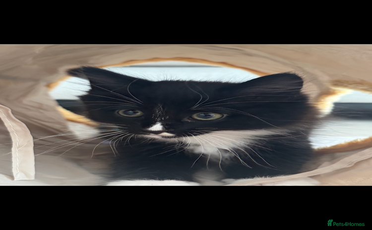 Domestic Shorthair cats - Advert 2