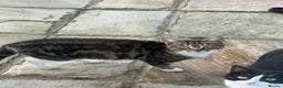Domestic Shorthair cats for sale: Beautiful family kitties  - Advert 2