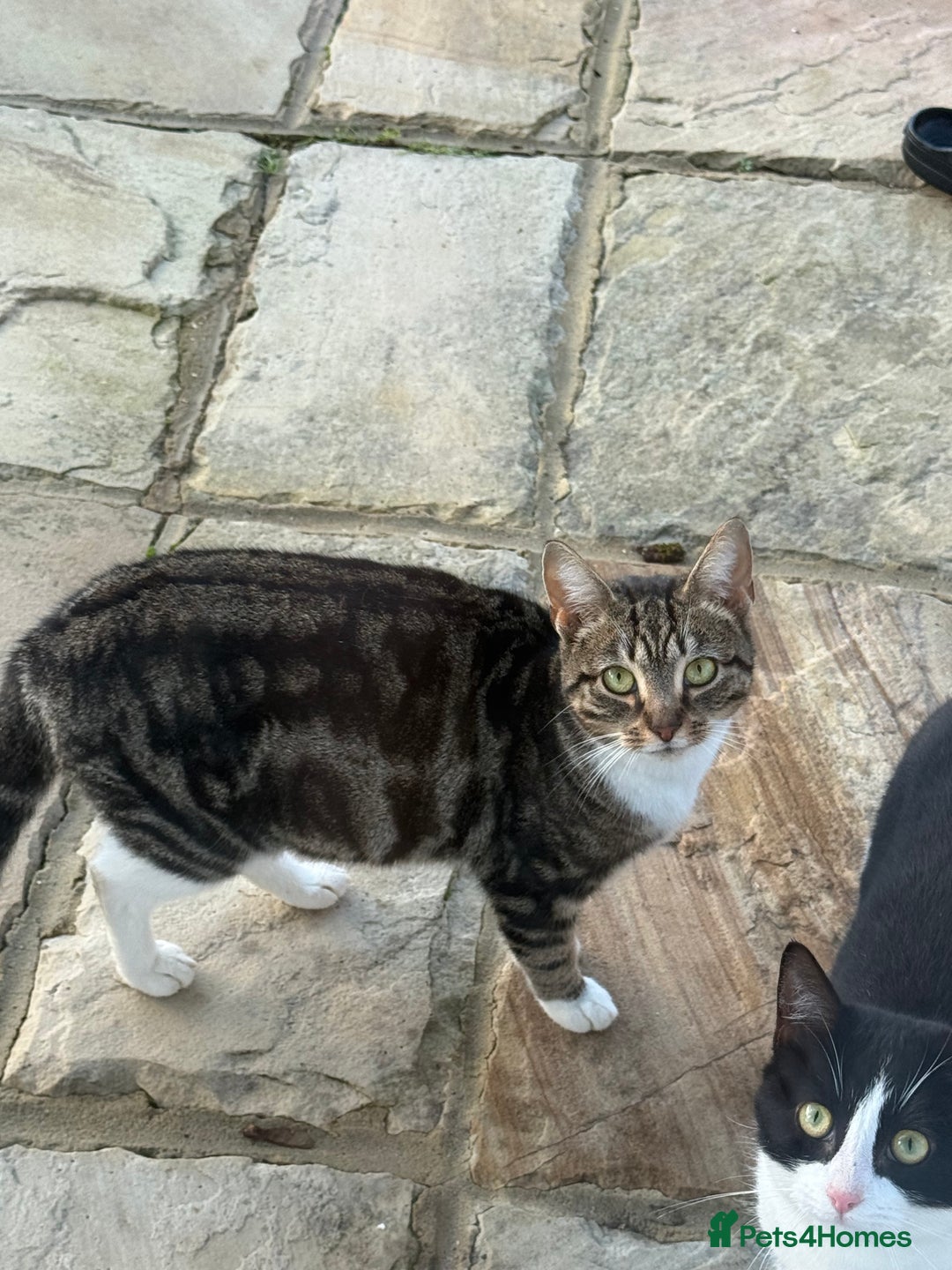 Domestic Shorthair cats for sale: Beautiful family kitties  - Advert 2