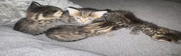 Tibetan cats for sale: 4 beautiful tabby kittens - Advert 3