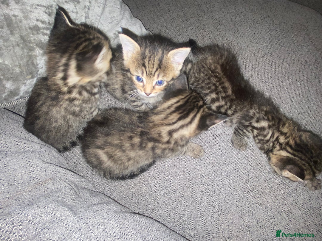 Tibetan cats for sale: 4 beautiful tabby kittens - Advert 3