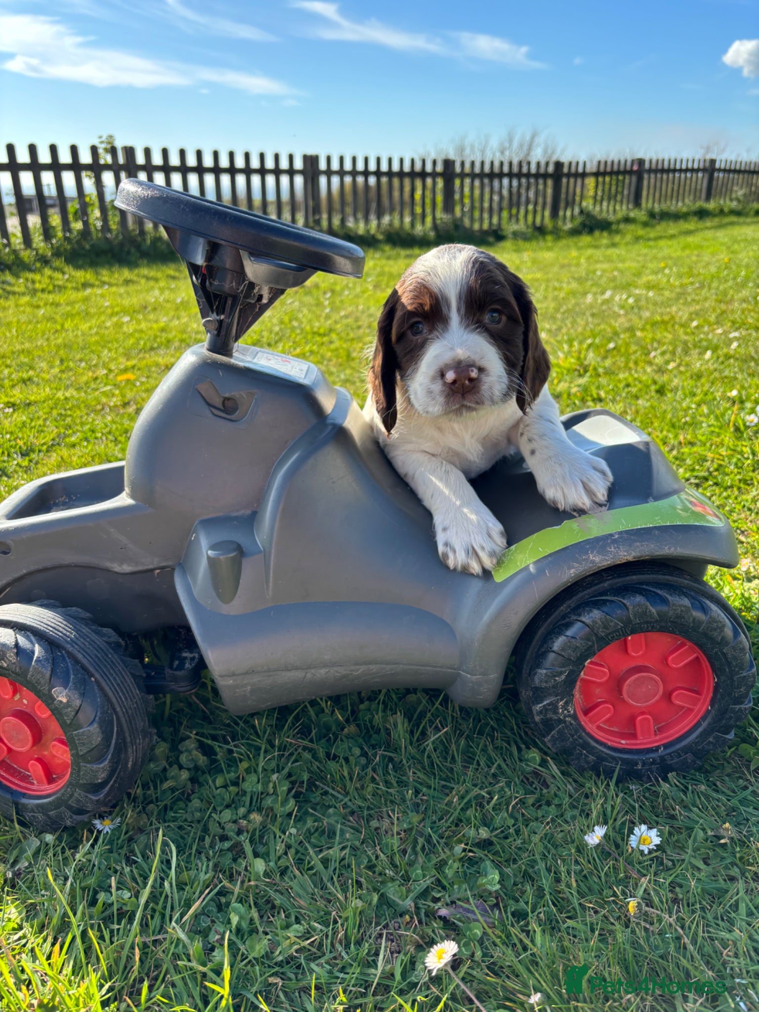 English Springer Spaniel dogs Springer Spaniel puppies  - Advert 7