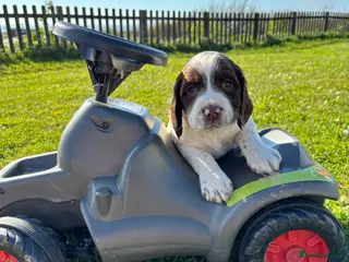 English Springer Spaniel dogs Springer Spaniel puppies - Advert 7