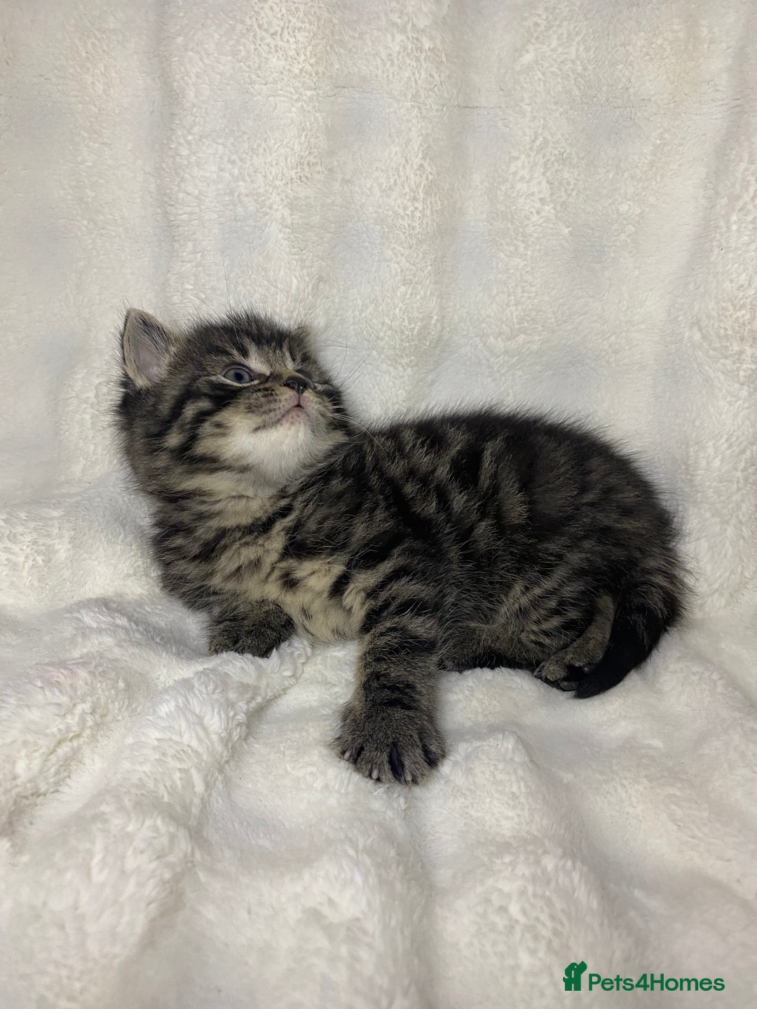 American Shorthair cats for sale: Grey Adorable Kitten Awaiting Its Forever Home🏡 - Advert 8
