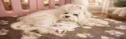 Maltese dogs for sale: Gorgeous tiny Korean Maltese puppies 🐶  - Advert 5