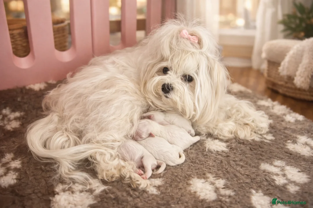 Maltese dogs for sale: Gorgeous tiny Korean Maltese puppies 🐶  - Advert 5