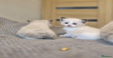 Ragdoll cats - Advert 9