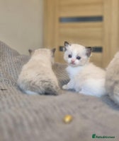 Ragdoll cats - Advert 9