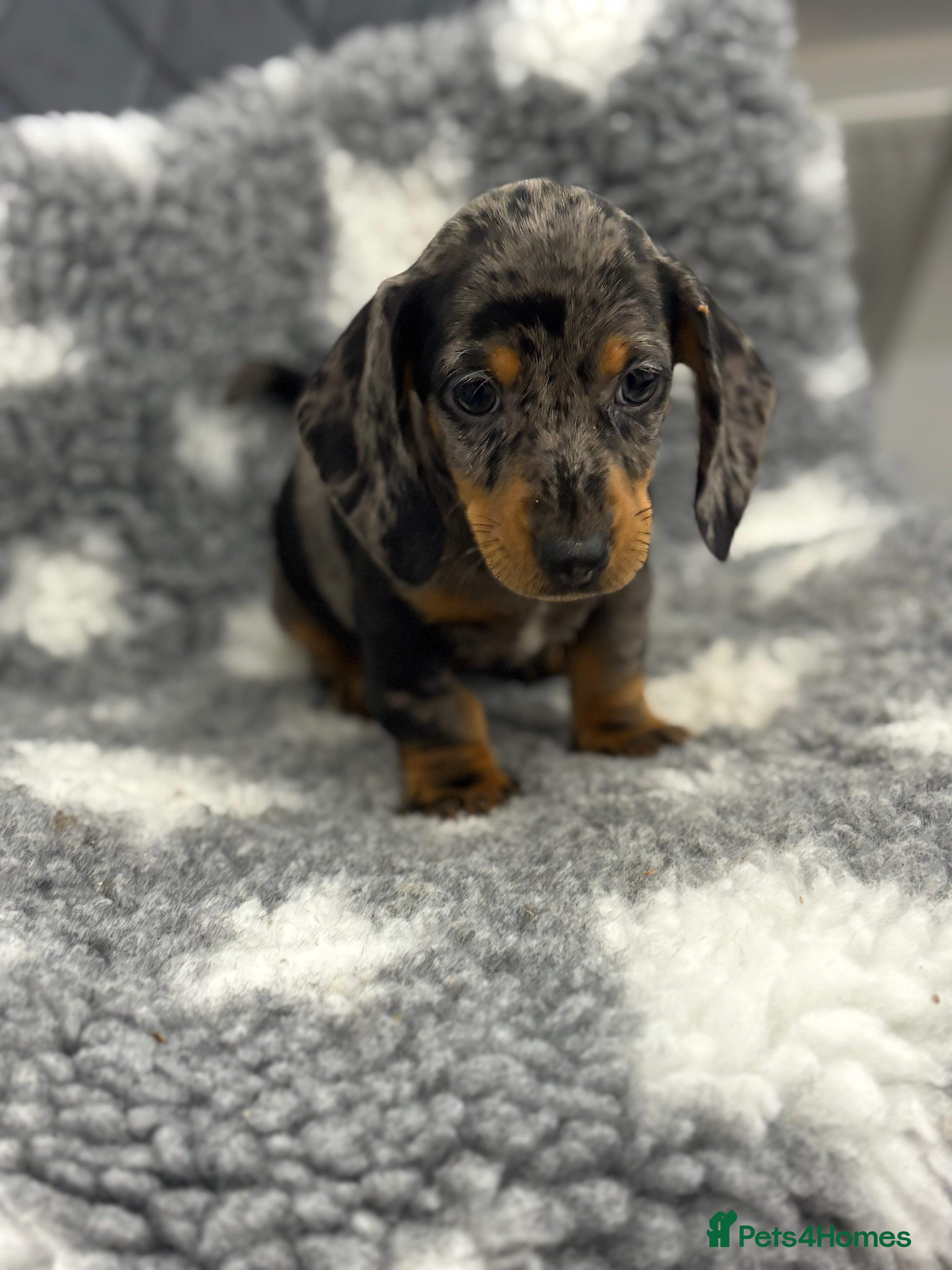 Miniature Dachshund dogs 1 dapple girl & 2 male black & tan  - Advert 17
