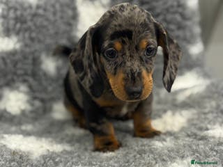 Miniature Dachshund dogs 1 dapple girl & 2 male black & tan - Advert 17