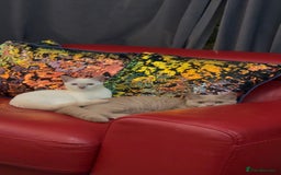 British Shorthair cats for sale: British short hair, Kittens in Greenford - Image 2