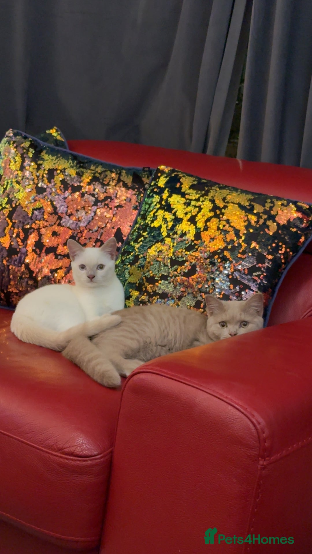British Shorthair cats for sale: British short hair, Kittens in Greenford - Image 2