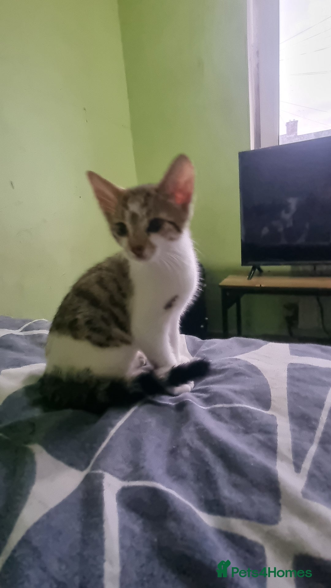 Mixed Breed cats for sale: Beautiful half bengal kittens  - Image 8