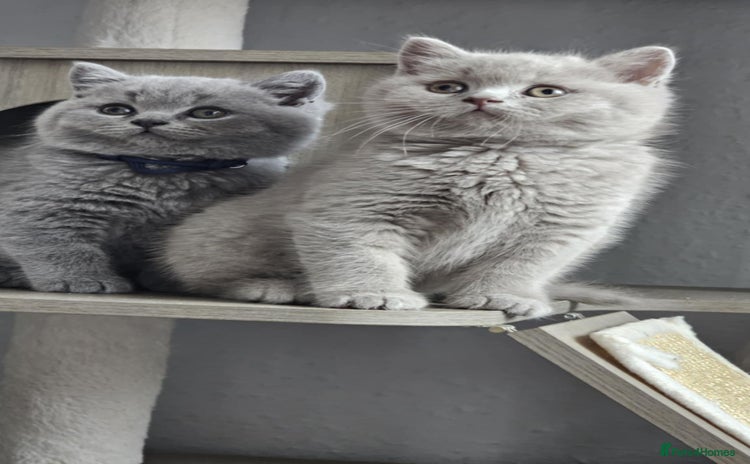 British Shorthair cats for sale - Advert 2