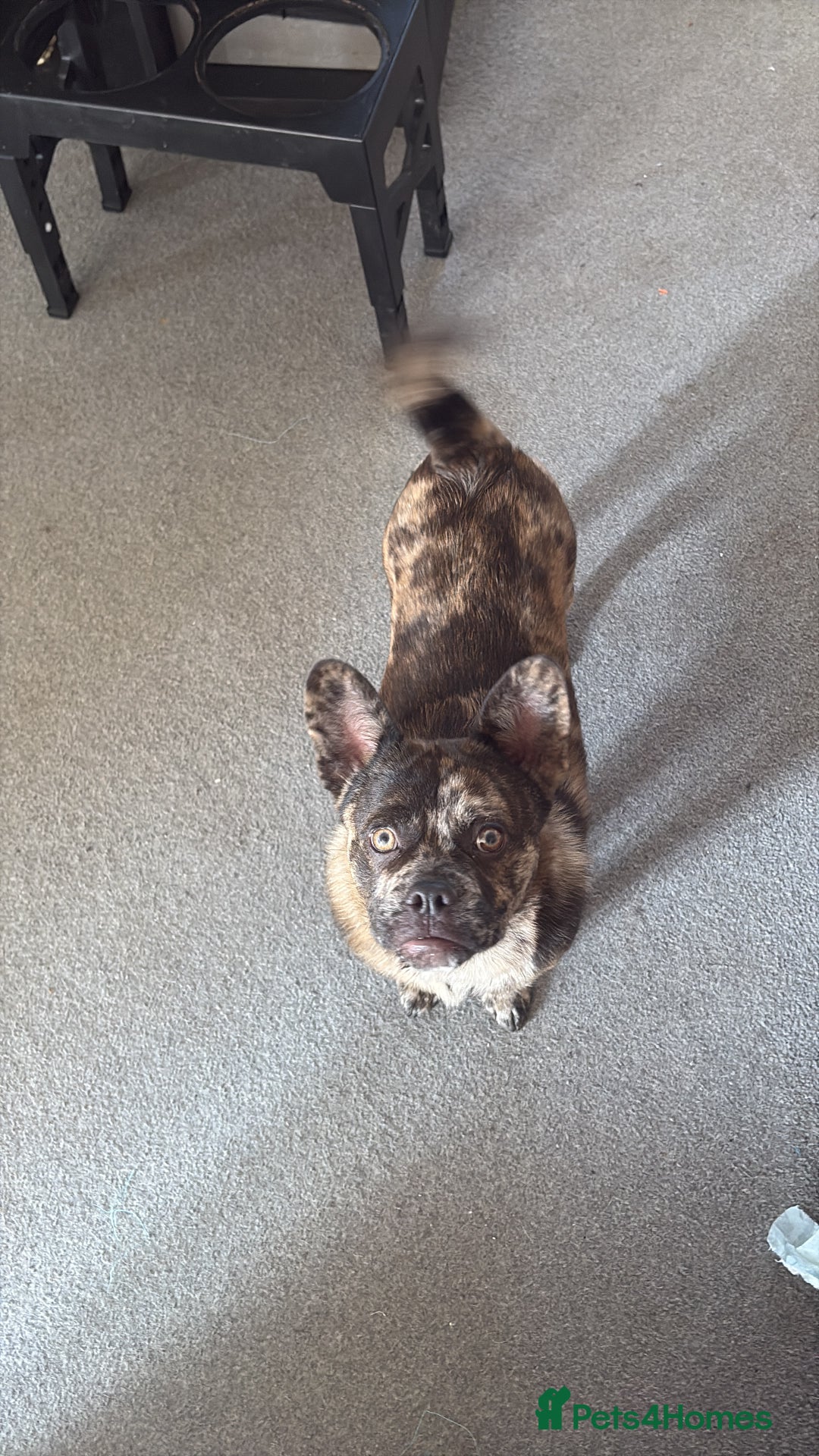 Mixed Breed dogs for sale: Draco 11 month old 3/4 Frenchie 1/4 toy poodle. - Image 3