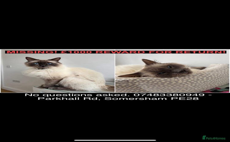 Ragdoll cats - Advert 5