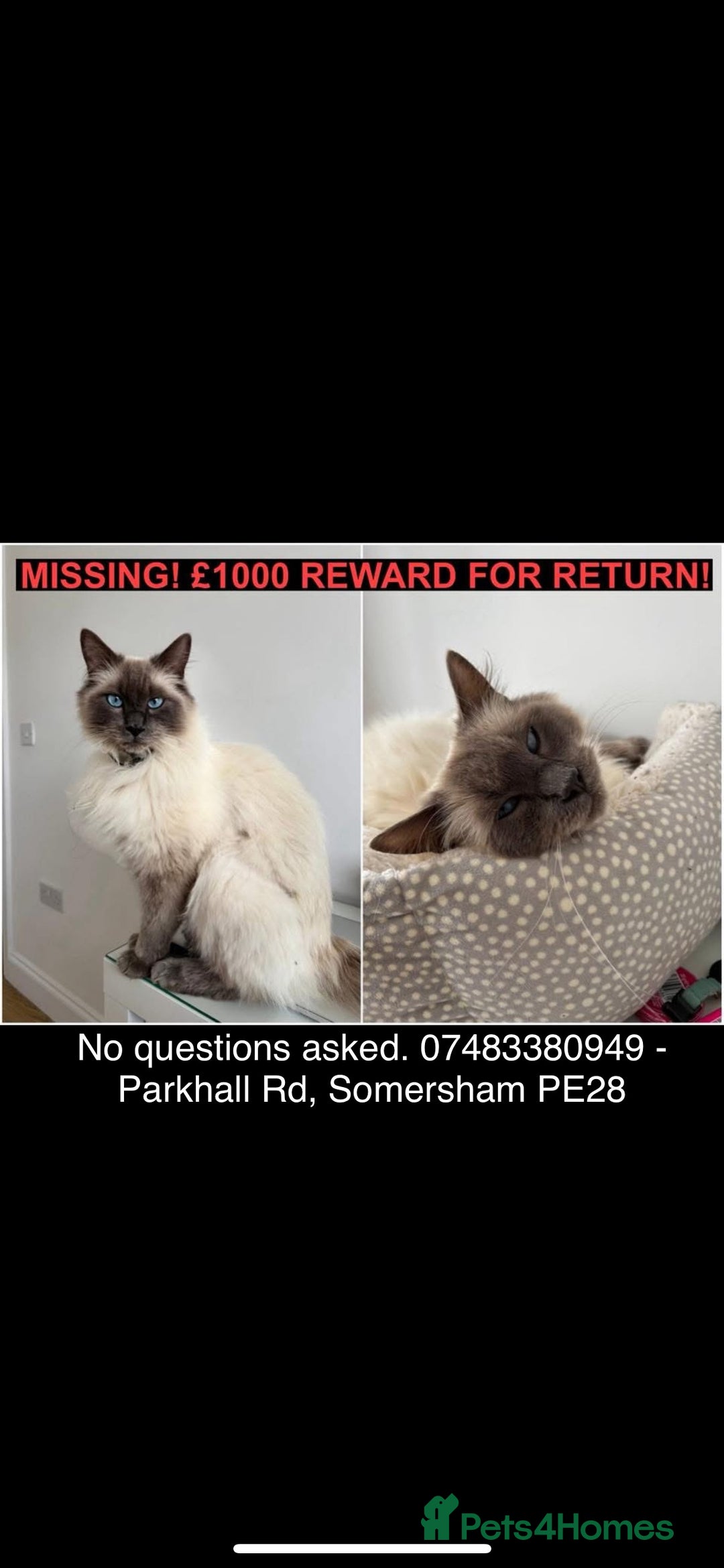 Ragdoll cats for sale: MISSING RAGDOLL - Image 1